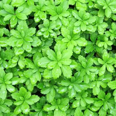 Slip for ukrudt med effektive bunddækkeplanter 